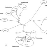 Reading Worskheets: Tricky Math Word Problems Lattice intended for Printable Lattice Multiplication Grids