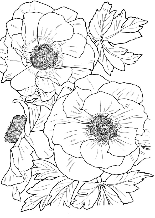 Flower Coloring Pages For Adults Best Coloring Pages For 