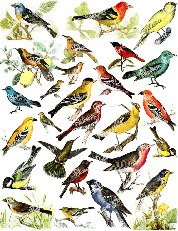 Birds Collage Sheet Digital Scrapbooking Vintage Scrapbook