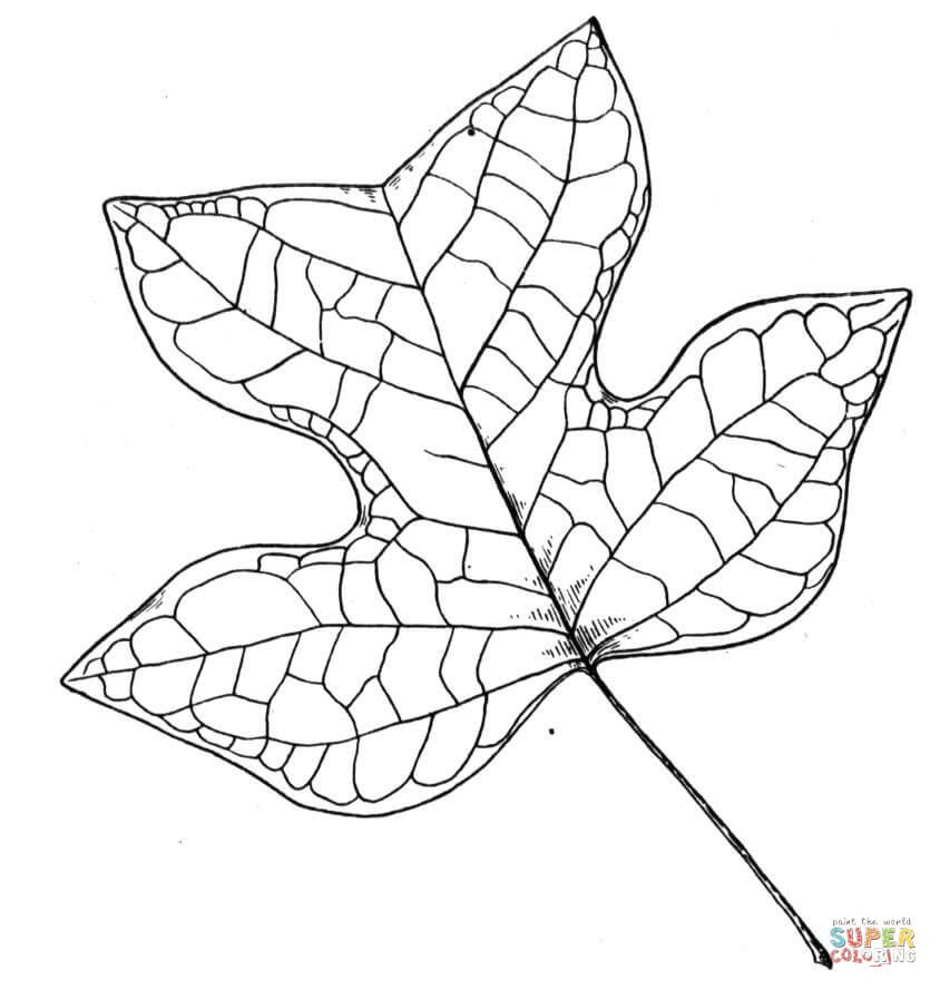 Leaf Of Poplar Super Coloring Leaf Coloring Page Leaf 